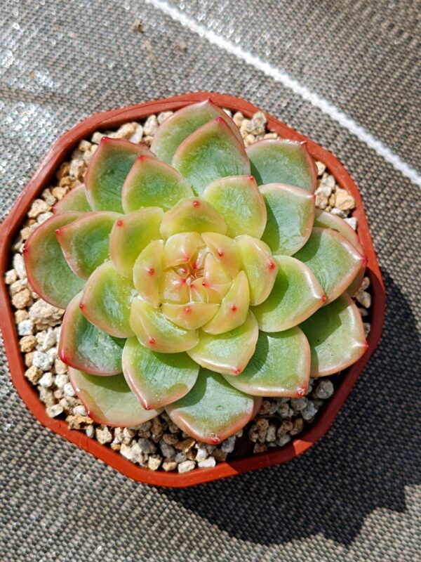 Echeveria Sea Star L