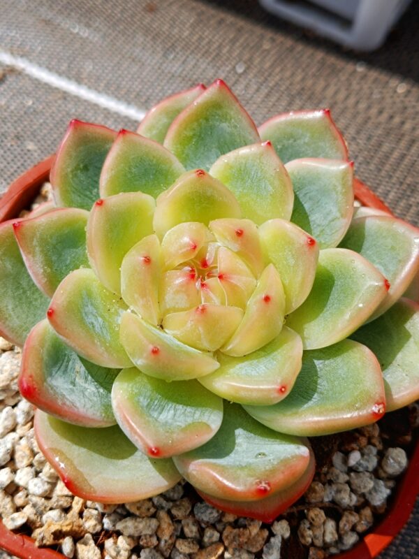 Echeveria Sea Star L – Image 2