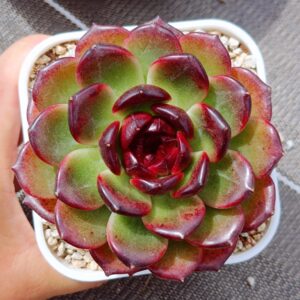 Echeveria Iceland Coffee L