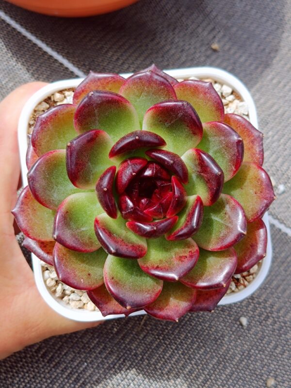 Echeveria Iceland Coffee L