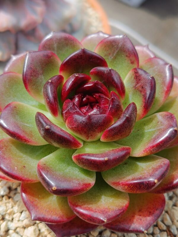 Echeveria Iceland Coffee L – Image 2