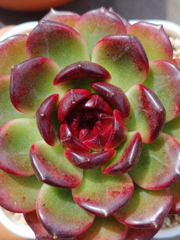 Echeveria Iceland Coffee L – Image 3