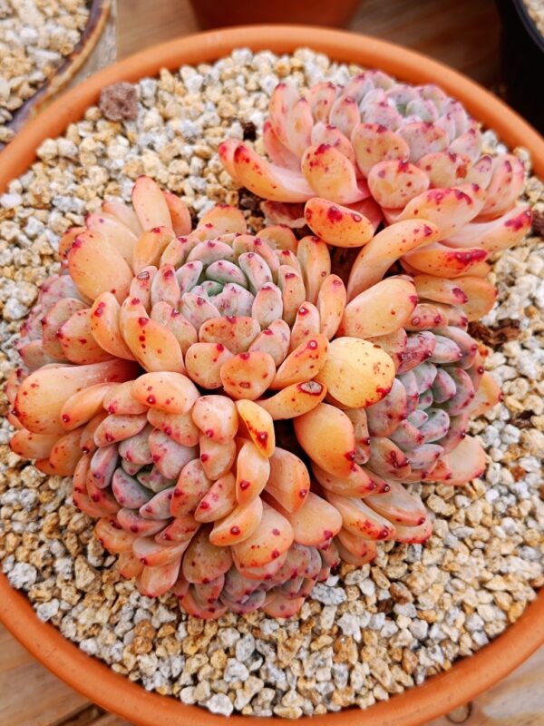 Echeveria Viyant cluster – Image 2