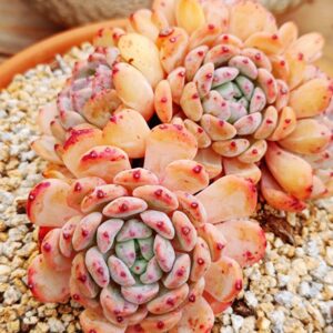 Echeveria Viyant cluster