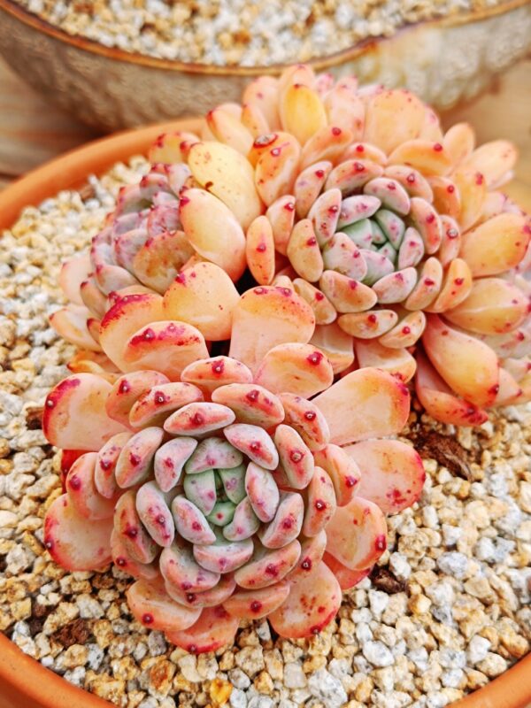 Echeveria Viyant cluster