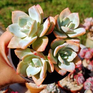 Echeveria Hakuhou cluster
