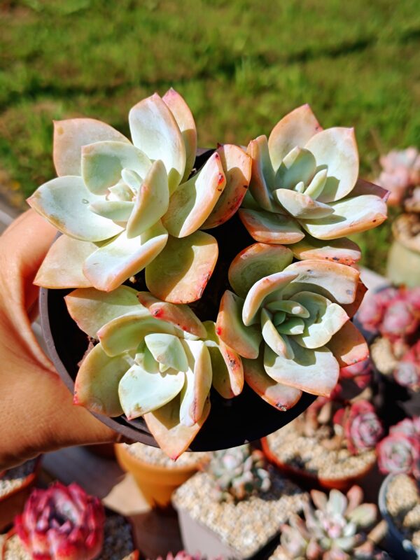 Echeveria Hakuhou cluster