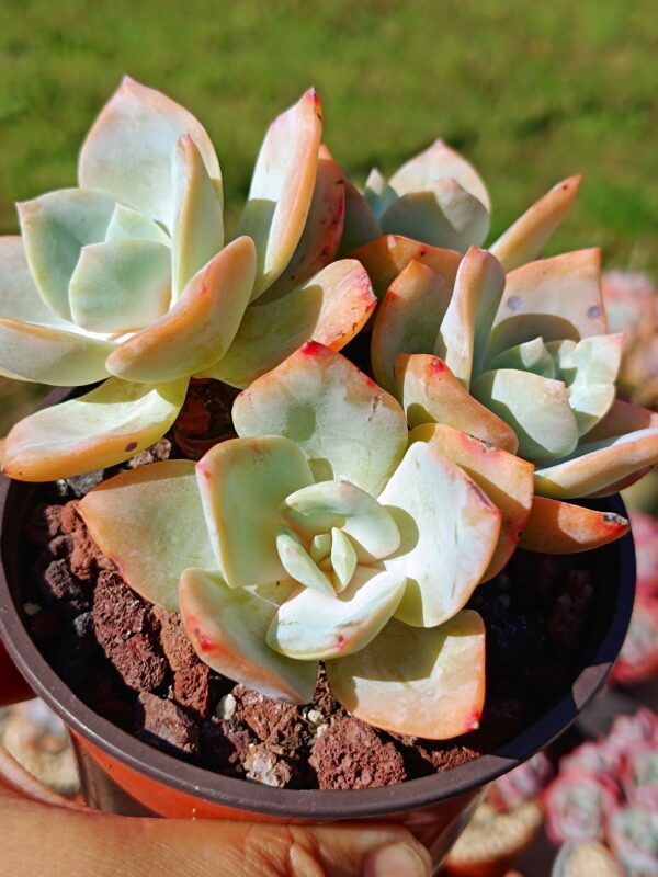 Echeveria Hakuhou cluster – Image 2