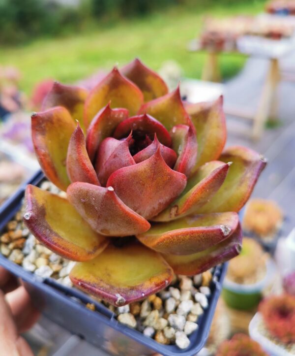 Echeveria Starry Night Prince – Image 2