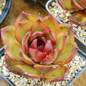 Echeveria Starry Night Prince