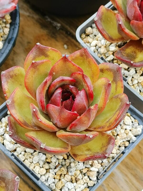 Echeveria Starry Night Prince