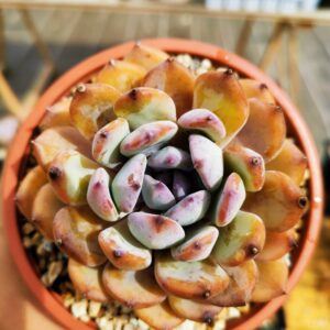 Echeveria Blue Meteor L