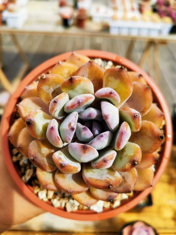 Echeveria Blue Meteor L