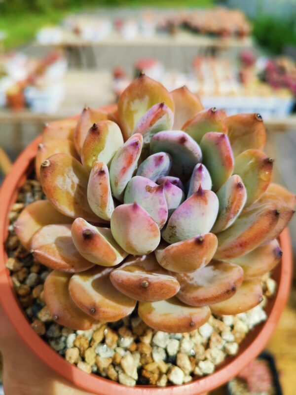 Echeveria Blue Meteor L – Image 2