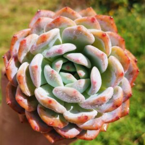 Echeveria Orange Monroe L