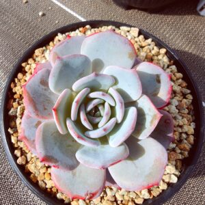 Echeveria Tiffany Blue L