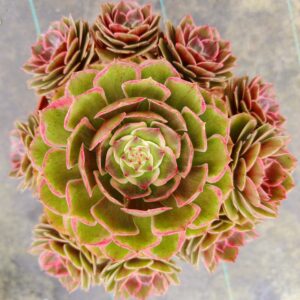 Aeonium Night Banquet / Pink Flower Devil B