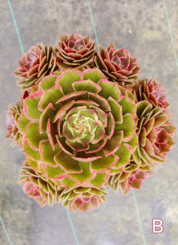 Aeonium Night Banquet / Pink Flower Devil B