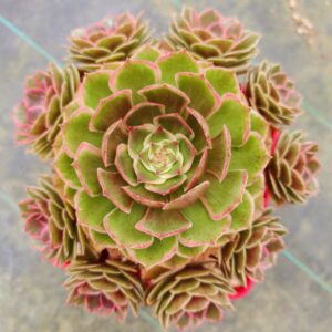 Aeonium Night Banquet / Pink Flower Devil D