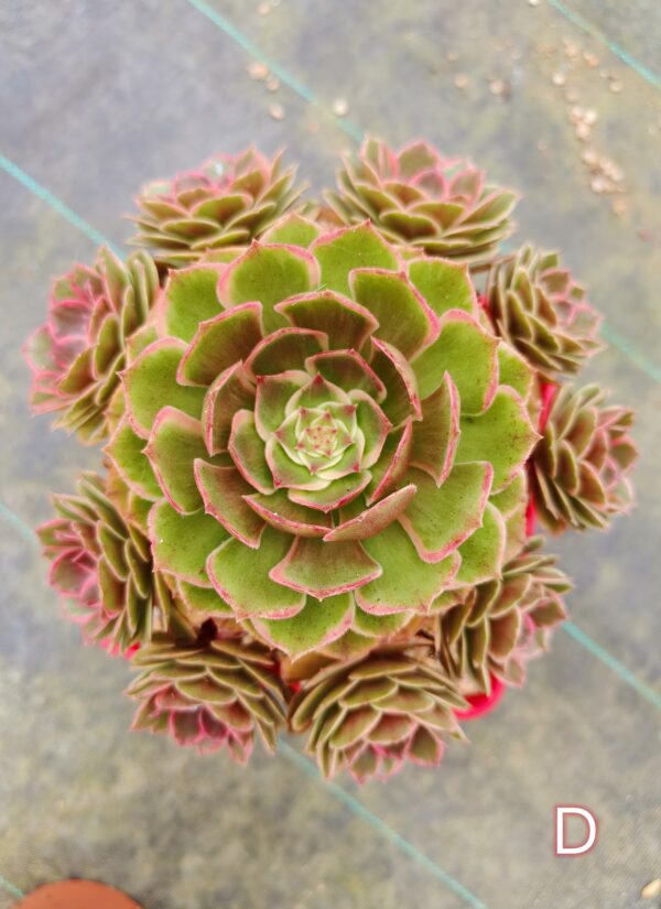 Aeonium Night Banquet / Pink Flower Devil D