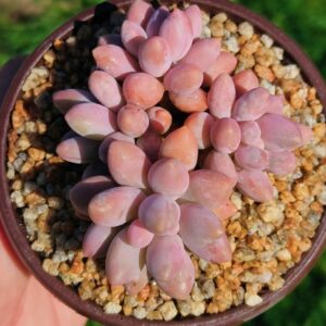 Pachyphytum Pink Lover cluster
