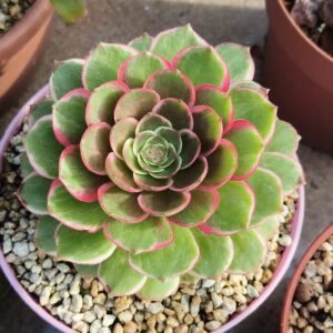 Aeonium Night Banquet / Pink Flower Devil