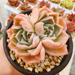 Echeveria Spring Song
