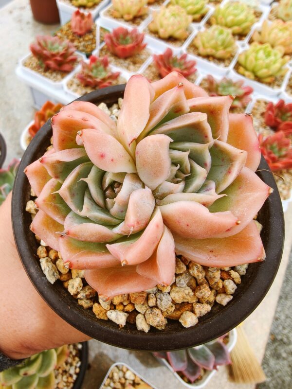 Echeveria Spring Song