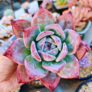 Echeveria Black Colorata