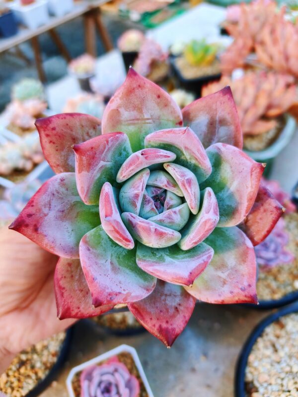 Echeveria Black Colorata