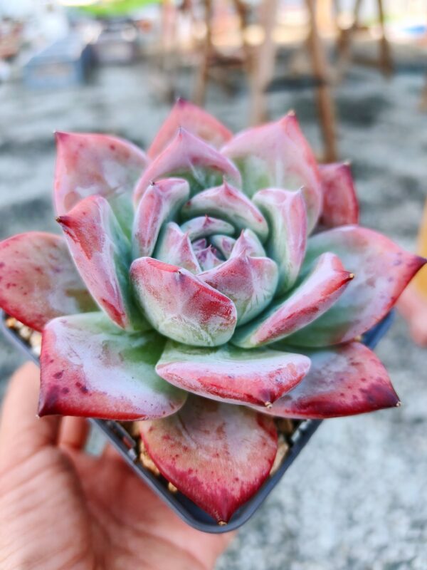 Echeveria Black Colorata – Image 3