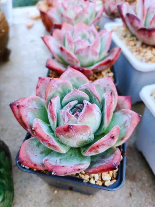 Echeveria Black Colorata – Image 2