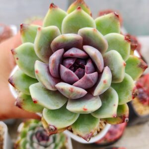 Echeveria Purple Snow