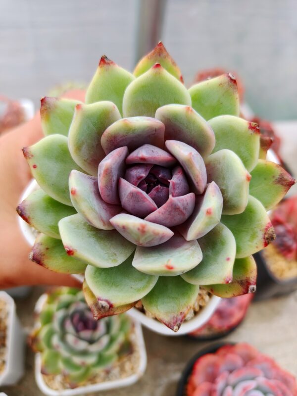 Echeveria Purple Snow