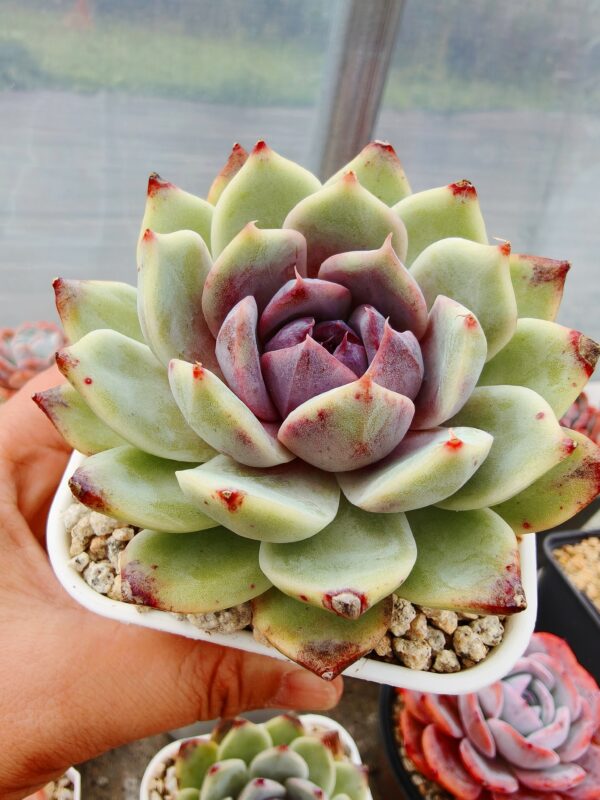 Echeveria Purple Snow – Image 2