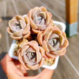 Echeveria Tynie Burger cluster S