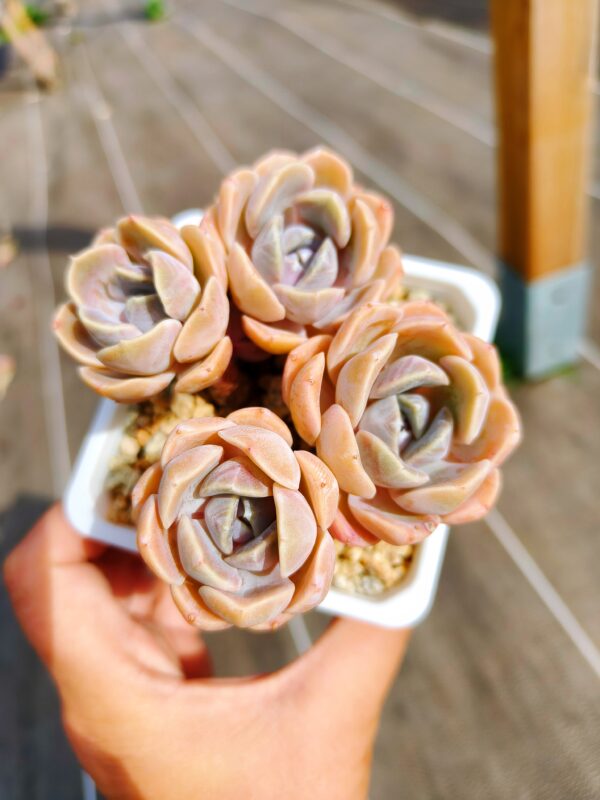 Echeveria Tynie Burger cluster S