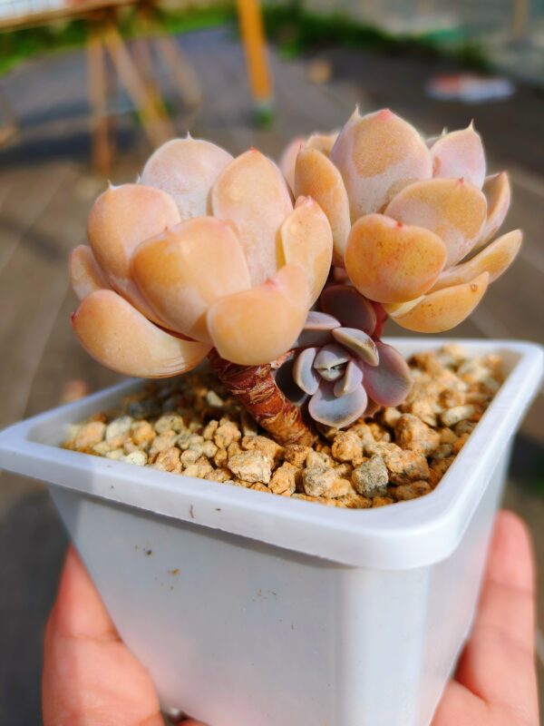 Echeveria Tynie Burger cluster S – Image 2