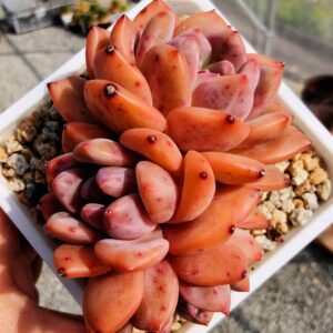 Echeveria Ariel cluster
