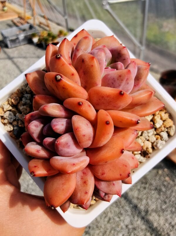 Echeveria Ariel cluster