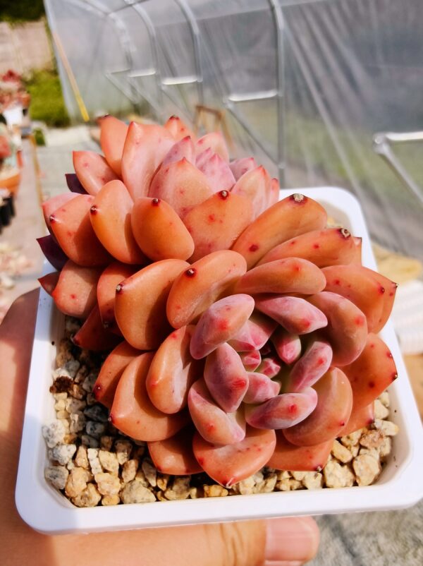 Echeveria Ariel cluster – Image 2