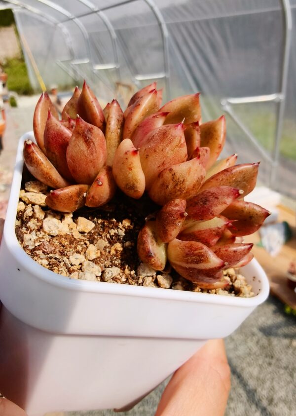 Echeveria Black Rose cluster – Image 2