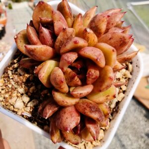 Echeveria Black Rose cluster