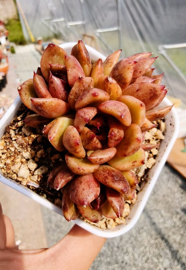 Echeveria Black Rose cluster