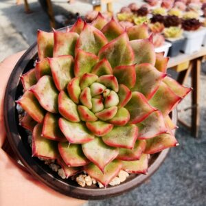 Echeveria Adela