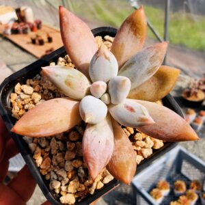 xPachyveria Gothic Lori