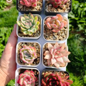 Mix plantes - 8 pots de 4,5cm C