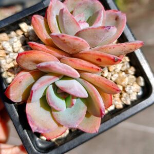 Echeveria Brinks Blue double tête