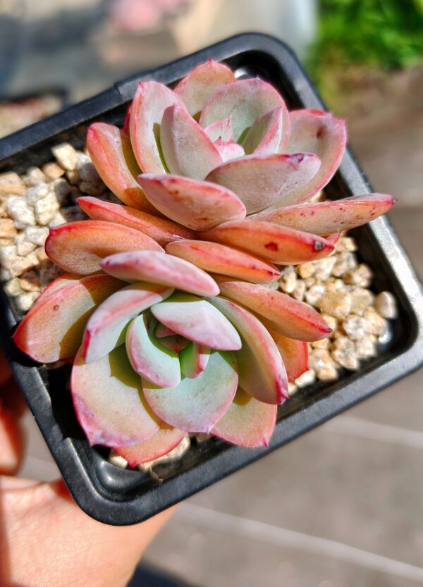 Echeveria Brinks Blue double tête