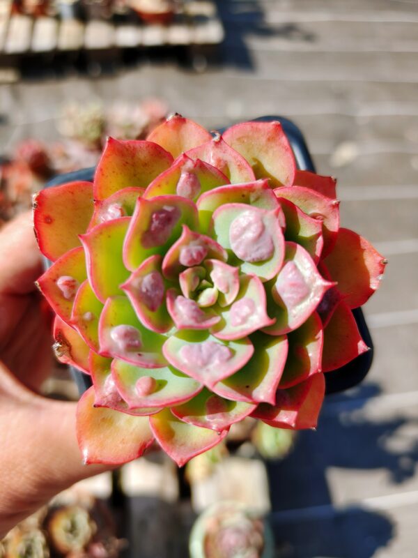 Echeveria Rain Drops hybrid – Image 2